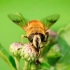 Koji će insekticidi pomoći istrebljenju insekata bez štete ljudima?